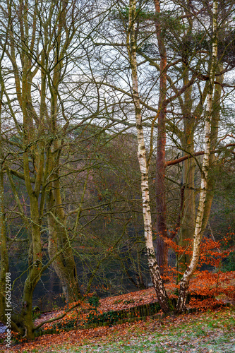 Keston Common near the village of Keston in Kent, UK. A cold winter scene with bare trees, red leaves on the ground and frost on the grass. One of the Keston ponds behind.