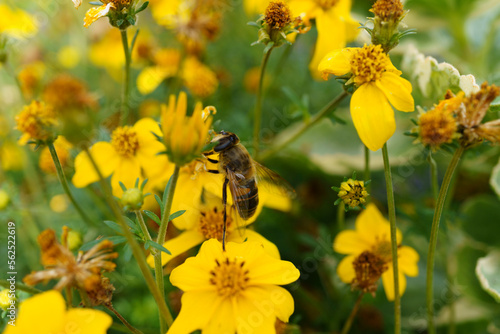 A bee drinks nectar from flowers in a flower bed, an insect