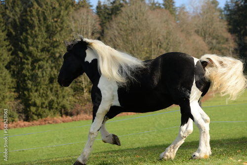 Ungez  hmte Kraft. Schwarz wei   gescheckter Noriker l  uft   ber herbstliche Wiese am Waldrand