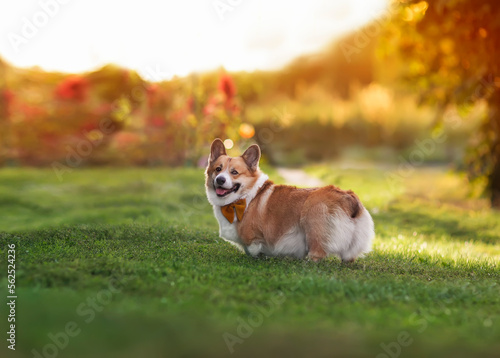 cute dog corgi pembroke stands on a green meadow on a sunny spring day and sm...