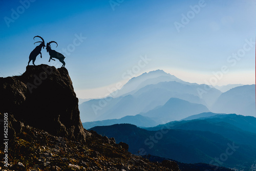 Photography fighting and struggle of mountain goats who want to be the leader of the herd in