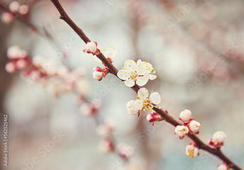 Branch with beautiful white Spring Apricot Flowers on Tree. Nature scene with flowering apricot on blossom background. Botanical bloom concept.