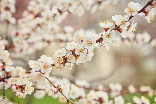 Branch with beautiful white Spring Apricot Flowers on Tree. Nature scene with flowering apricot on blossom background. Botanical bloom concept.