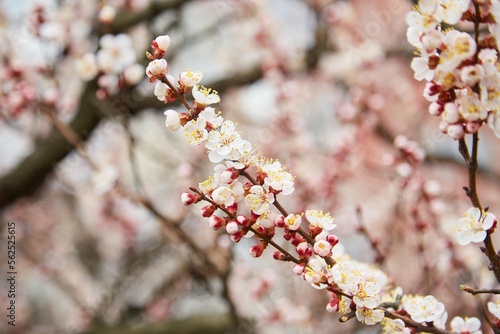 Spring, flowering of trees. Apricot. Spring flowers.