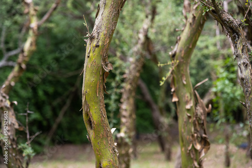 tree trunk called tabaquillo Polylepis australis photo