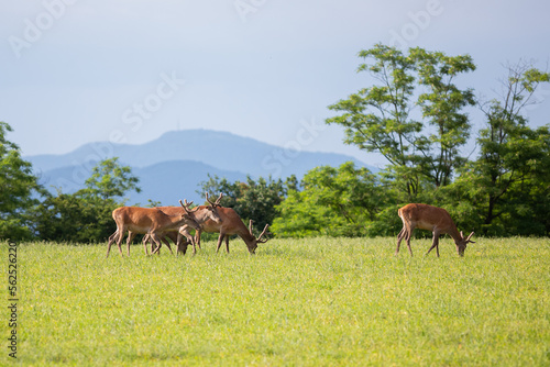 Herd of Red deers ( Cervus elaphus ) female and males in meadow during warm summer evening with lot of green grass. Wildlife shots from wild nature.  © Dominik