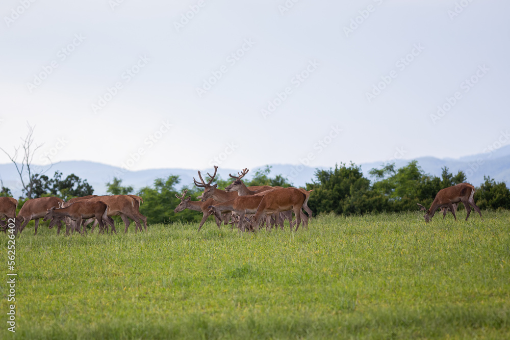Herd of Red deers ( Cervus elaphus ) female and males in meadow during warm summer evening with lot of green grass. Wildlife shots from wild nature. 