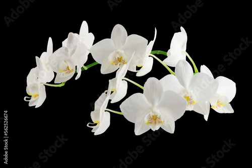 Fototapeta Naklejka Na Ścianę i Meble -  white phalaenopsis orchid flowers on a stem, isolated on a transparent background