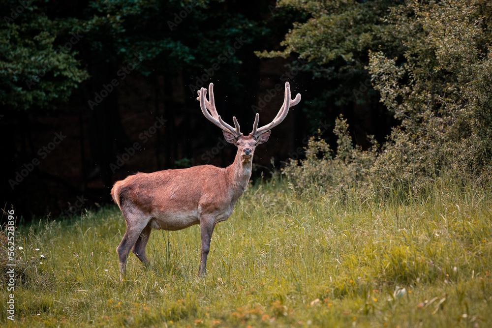 Red deer during summer with growing antlers in meadow near forest, wildlife shot of beautiful animal, close up view. Red deer during summer with growing antlers in meadow near forest, wildlife shot of beautiful animal, close up view.
