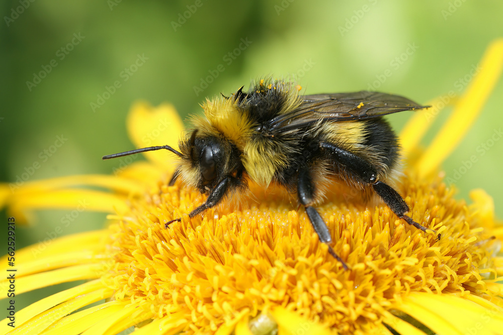 Colorful closeup on a Bohemian Cuckoo bumblebee, Bombus bohemicus, sitting on a yellow flower Colorful closeup on a Bohemian Cuckoo bumblebee, Bombus bohemicus, sitting on a yellow flower