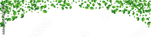 Lime Leaf Fresh Vector Panoramic White