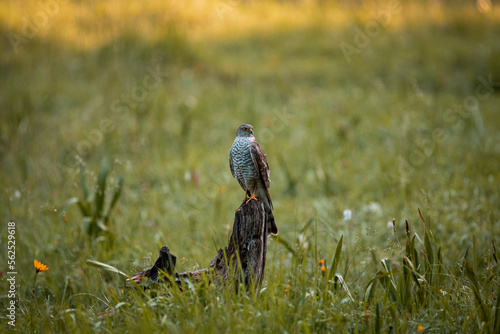 Hawk, tercel, buzzard or predator bird in wild nature during summer with warm colors, sitting on bracn near a ground. photo