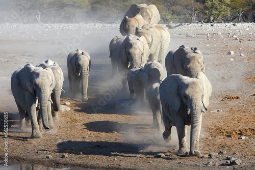 Eine Elefantenherde kommt zu Wasserloch Chudop im Etoscha Nationalpark in Namibia.  photo