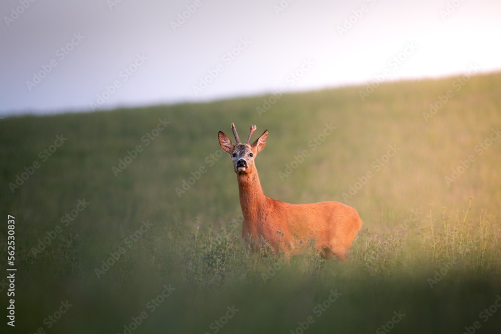 Roe deer ( Capreolus capreolus ) during rut in wild nature. Hunting season. Wild male roe deer in nature during warm evening sunset. Usefull for hunting magazines, news. Roe deer ( Capreolus capreolus ) during rut in wild nature. Hunting season. Wild male roe deer in nature during warm evening sunset. Usefull for hunting magazines, news.
