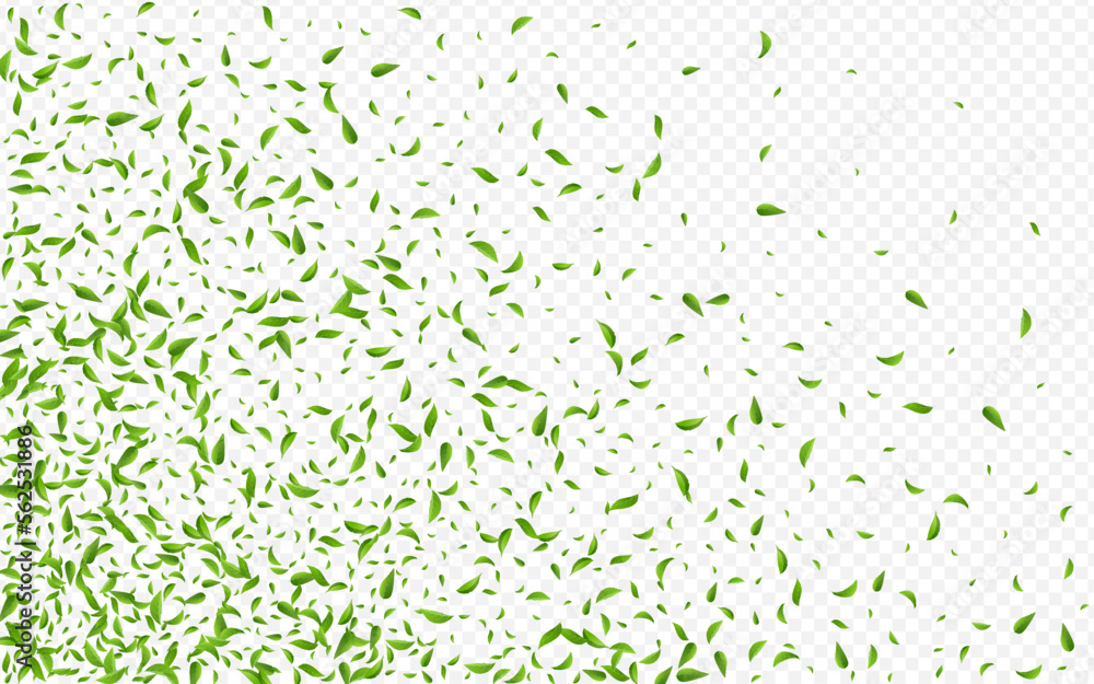 Lime Leaves Spring Vector Transparent Background Lime Leaves Spring Vector Transparent Background
