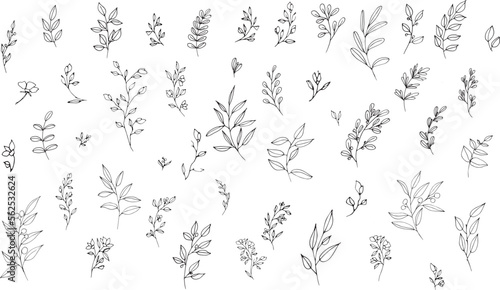 Tablou canvas Set of graphic vector plant branches with leaves and flowers