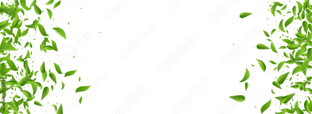 Obraz premium Olive Leaf Swirl Vector Panoramic White