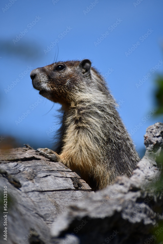 marmot in the mountains marmot in the mountains