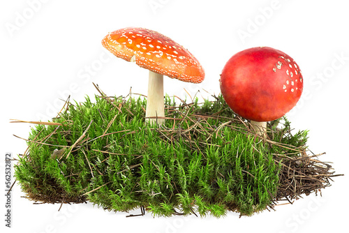 Beautiful fly agarics on green moss isolated over white background. Amanita poisonous mushrooms.