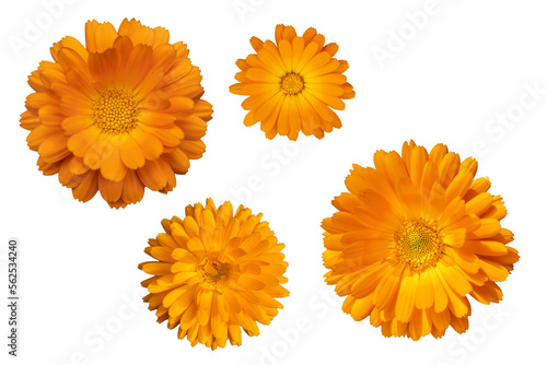 Fototapeta Naklejka Na Ścianę i Meble -  yellow and orange heads of officinalis calendula flowers isolate top view
