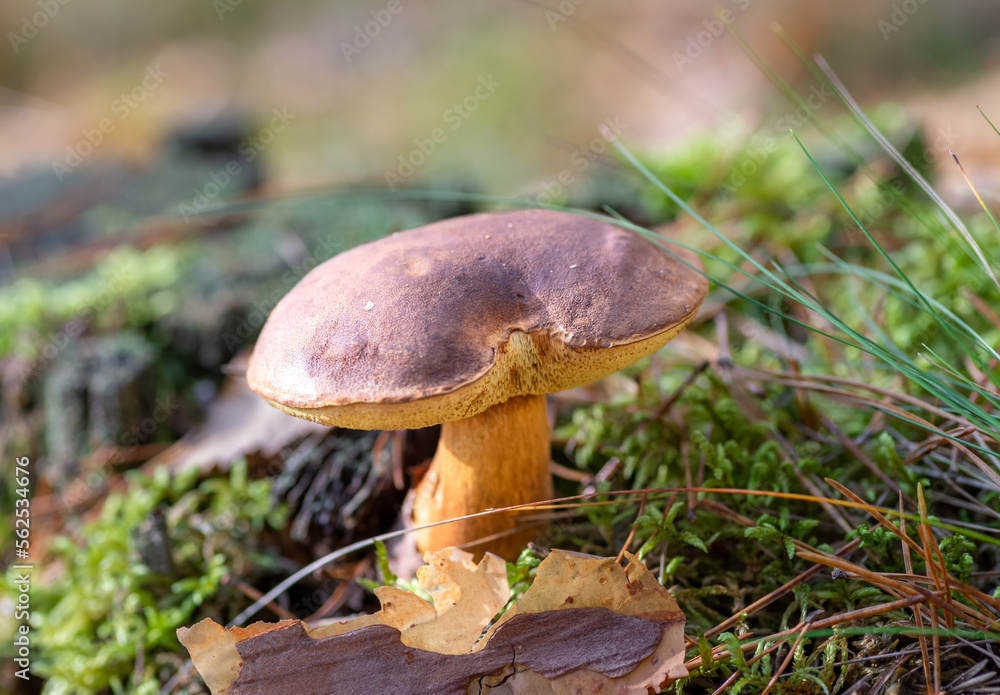 An edible mushroom that grows in an autumn forest An edible mushroom that grows in an autumn forest