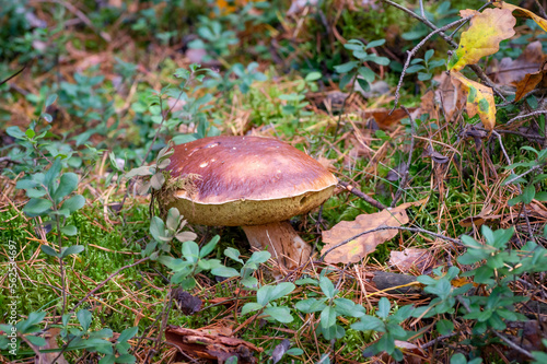 An edible mushroom that grows in an autumn forest