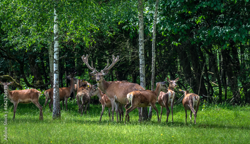 A majestic red deer grazing in a meadow in summer A majestic red deer grazing in a meadow in summer