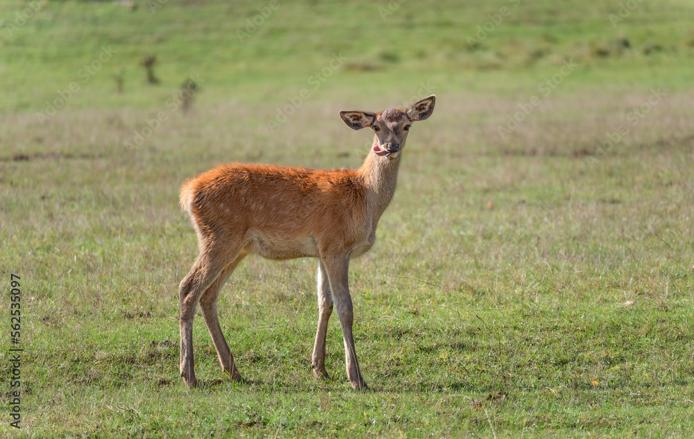 Young deer grazing in a meadow in autumn Young deer grazing in a meadow in autumn