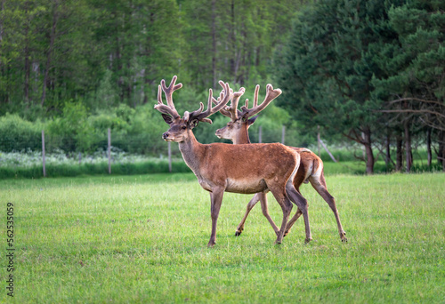 A majestic red deer grazing in a meadow in summer © AlbertMi