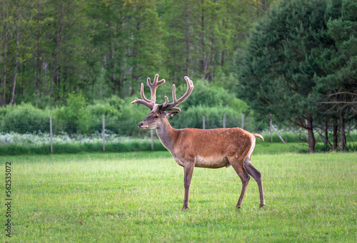 A majestic red deer grazing in a meadow in summer