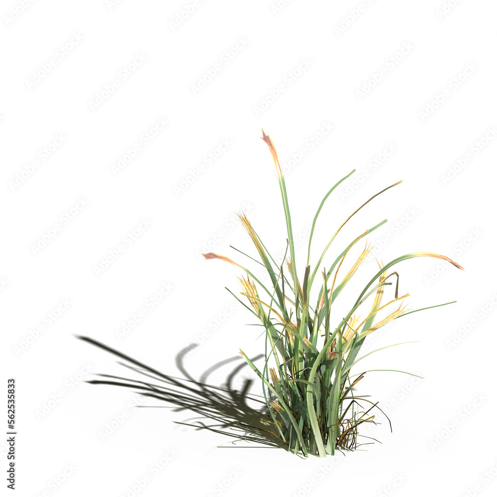 wild field grass with a shadow under it, isolated on white background, 3D illustration, cg render wild field grass with a shadow under it, isolated on white background, 3D illustration, cg render