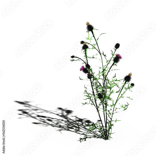 wild field grass with a shadow under it  isolated on white background  3D illustration  cg render