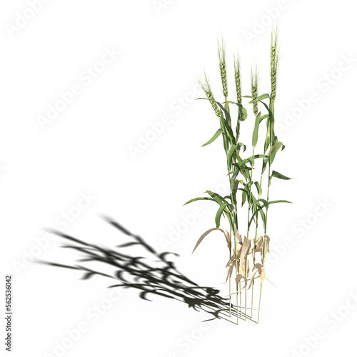 wild field grass with a shadow under it  isolated on white background  3D illustration  cg render