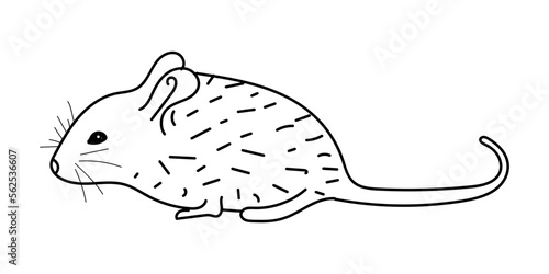 Hand drawn mouse vector illustration. Hand sketch illustration of rat isolated on white background