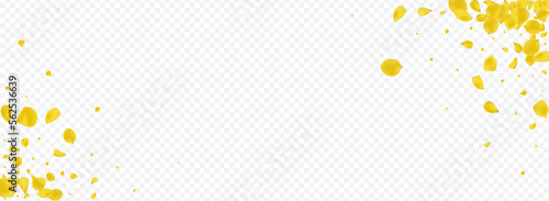 Gold Petal Flying Vector Panoramic Transparent