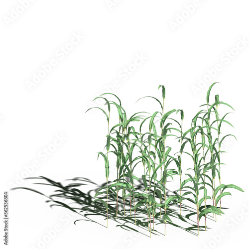 wild field grass with a shadow under it  isolated on a transparent background  3D illustration  cg render 