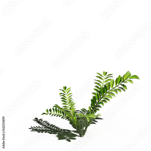 wild field grass with a shadow under it, isolated on a transparent background, 3D illustration, cg render  © vadim_fl