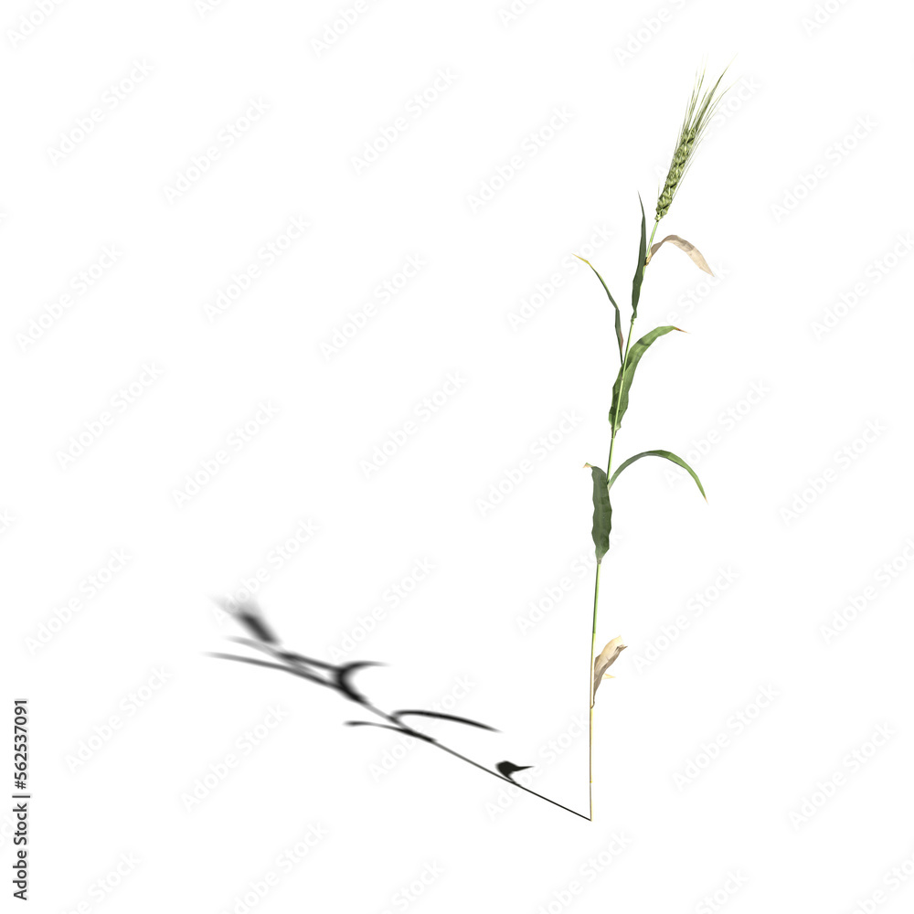 wild field grass with a shadow under it, isolated on a transparent background, 3D illustration, cg render
wild field grass with a shadow under it, isolated on a transparent background, 3D illustration, cg render