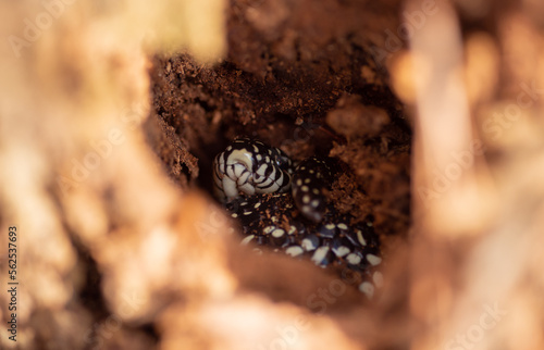 A Speckled Kingsnake Found Hiding In A Hole Of An Old Decaying Tree Stump. Mandeville Louisiana January 2023.