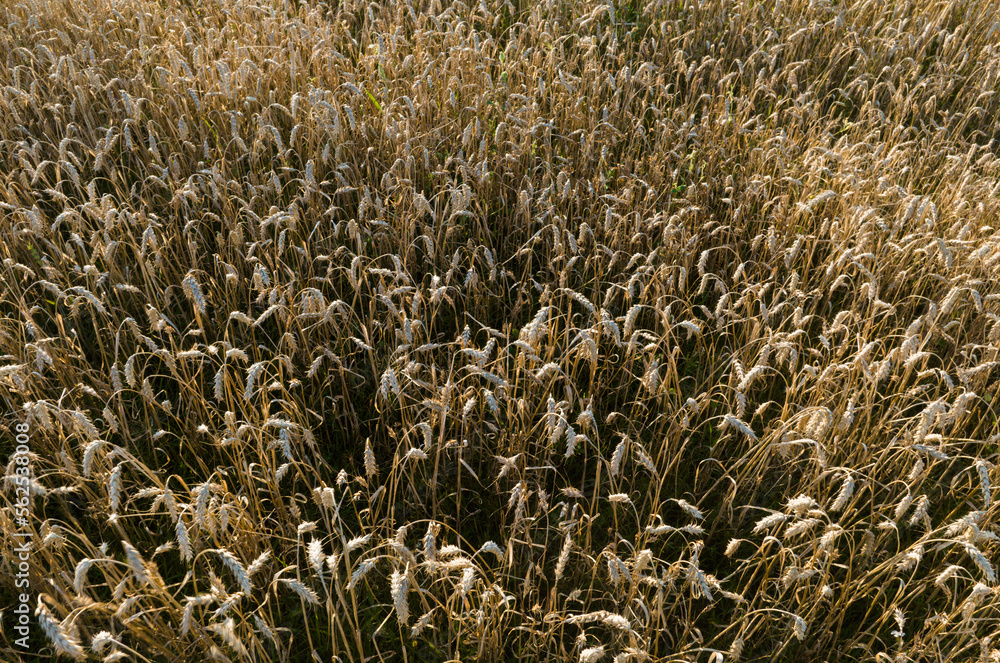 Wheat field on sunset. Rye background, top view. Crisis world’s breadbasket. Rye and wheat harvesting. Wheat import, maize (corn), soybeans. Wheat field on sunset. Rye background, top view. Crisis world’s breadbasket. Rye and wheat harvesting. Wheat import, maize (corn), soybeans.