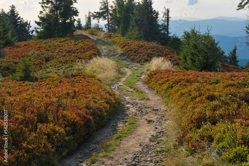 Beskid Żywiecki, okolice Wielkiej Raczy photo