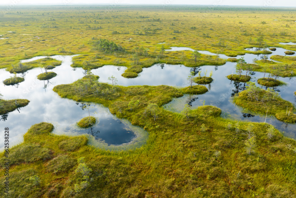 Swamp landscape, drone view. Yelnya Wild mire of Belarus. East European swamps and Peat Bogs. Ecological reserve in wildlife. Marshland with islands and pine trees. Swampy land, wetland, marsh, bog.