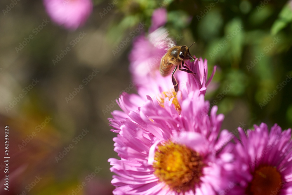 Honeybee on flower Honeybee on flower