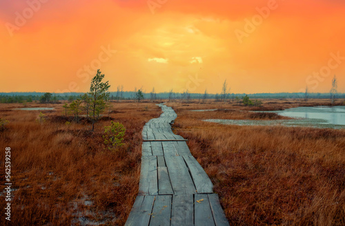 Ecological trail at swamp on sunset. Ecotrail with wooden decking in the swamp. Wild mire of Yelnya in Belarus. Walking wooden path to the swamp. East European swamps and Peat Bogs. Ecological reserve photo