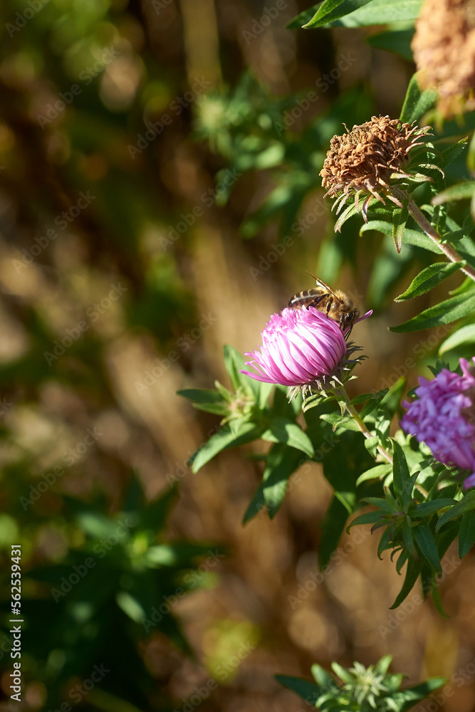Honeybee on flower Honeybee on flower