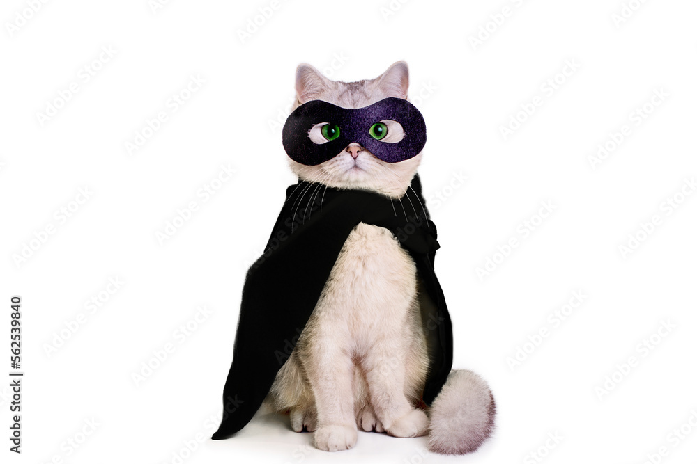 Cute white cat in a black mask and black cape Cute white cat in a black mask and black cape