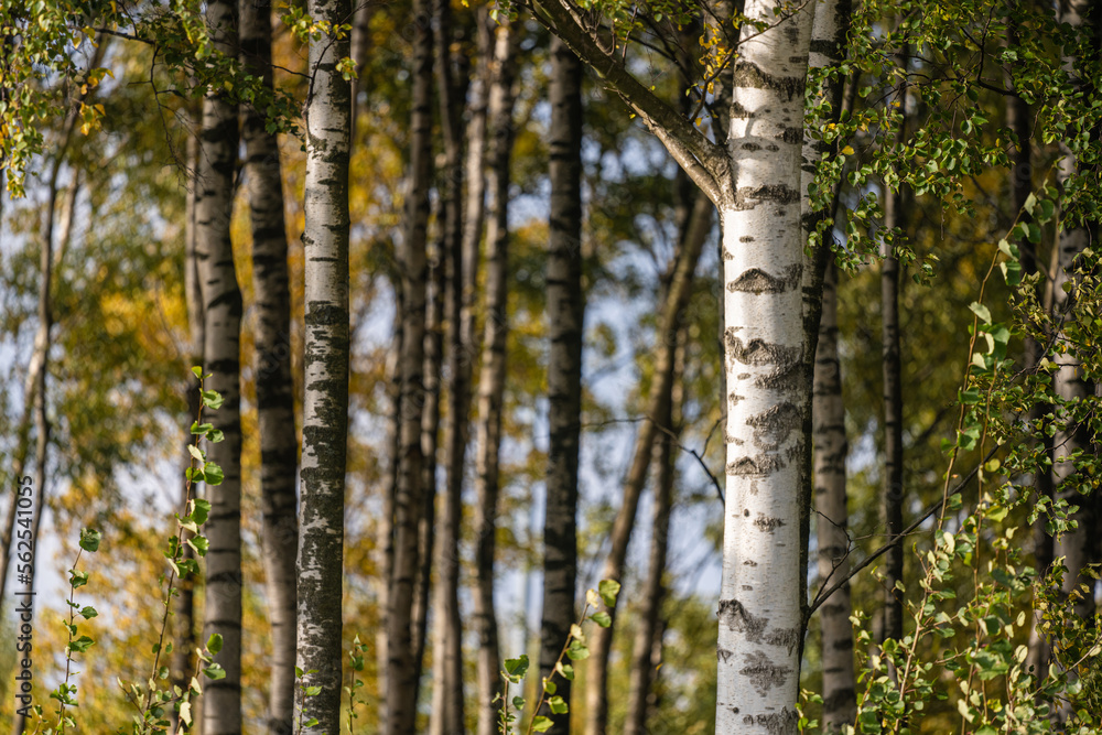 Small birch forest at fall. Small birch forest at fall.