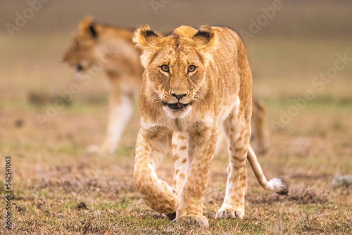 A lion cub walks with his siblings in Kenya