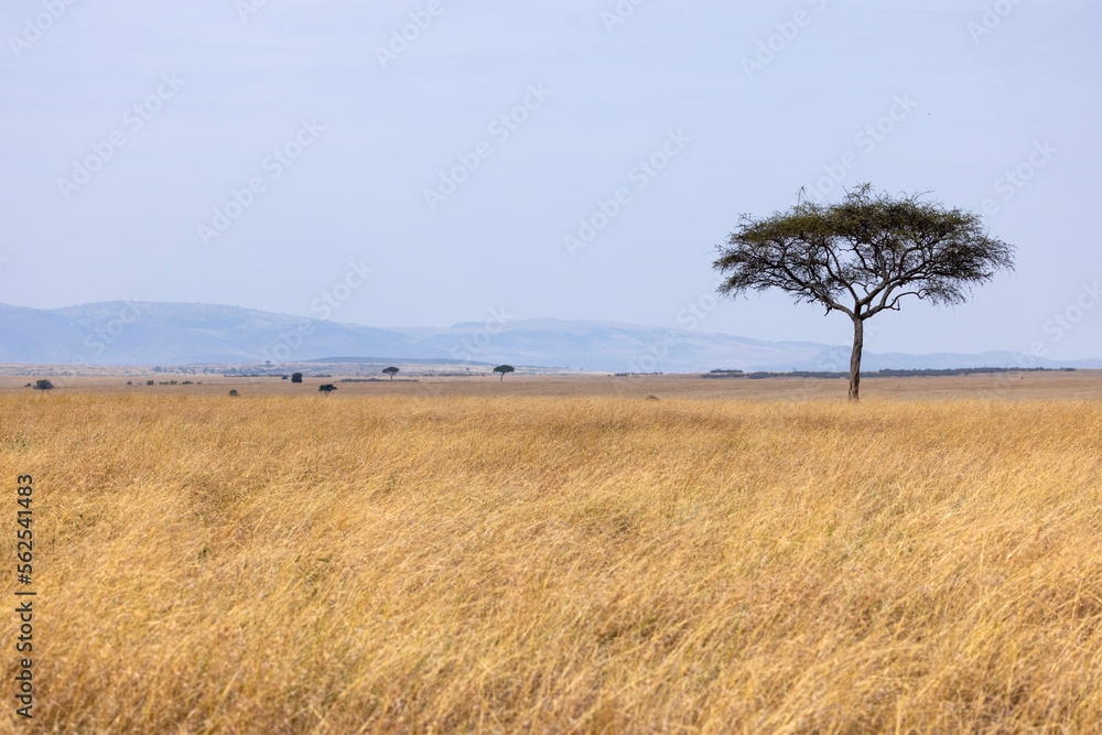 A lone tree on the horizon in Kenya