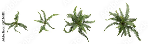 Filicopsida. Fern plant with transparent background photo